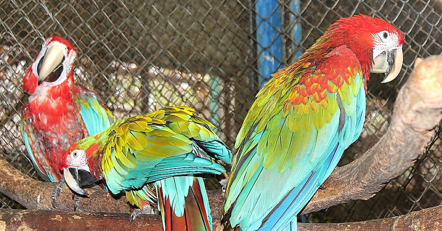 В Харьковском зоопарке от четы попугаев дождались потомства через 11 лет