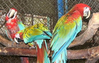 В Харьковском зоопарке от четы попугаев дождались потомства через 11 лет