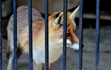 В зоопарке Николаева снова хотели отравить зверей