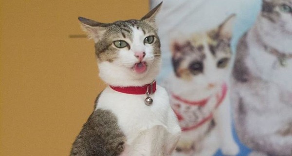 Двуногий кот из Таиланда стал новым любимчиком интернета