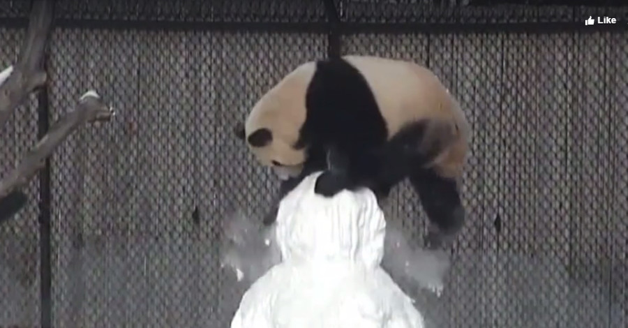 Видео с пандой и снеговиком за сутки набрало семь миллионов просмотров 
