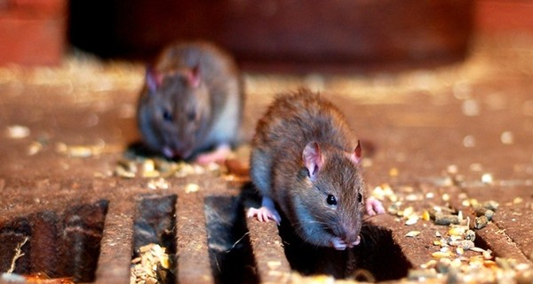 В ЮАР трехмесячную девочку съели крысы, пока мать развлекалась в баре