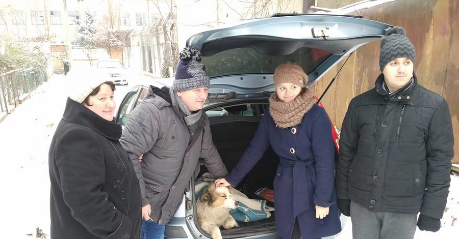 В Закарпатье собакам, которые два дня спасали друг друга на рельсах, нашли хозяев