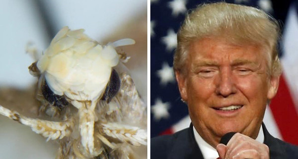 Новый вид моли с золотистыми волосками назвали в честь Дональда Трампа