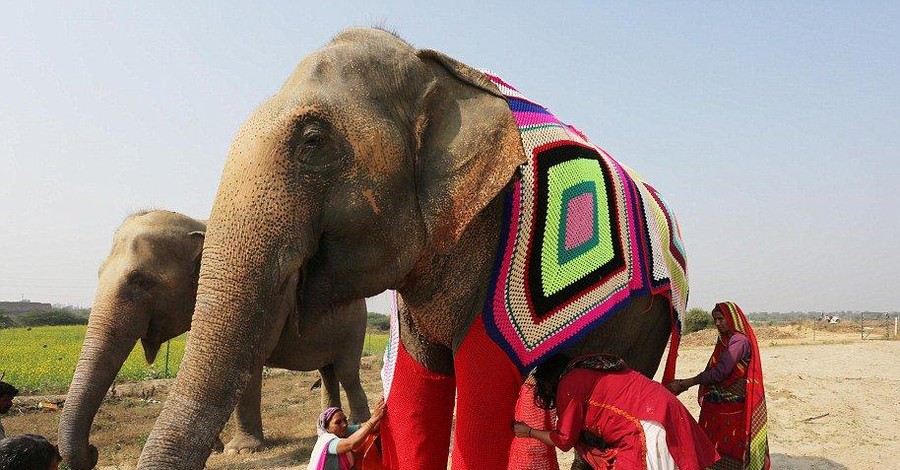 В Индии слонов переодели в пижамы, чтоб не мерзли