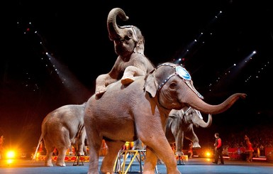 В США закроют старейший цирк, который просуществовал 146 лет