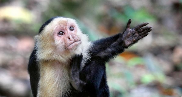 В Сумах пытались купить обезьяну-капуцина через сайт Prozorro 