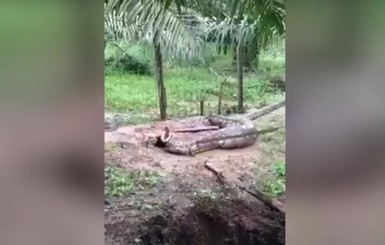 В Малайзии гигантский питон объелся так, что не смог шевелиться
