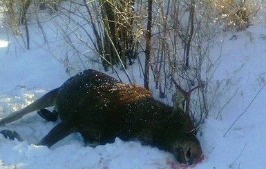 Свидетель расстрела лосей на Черниговщине: 