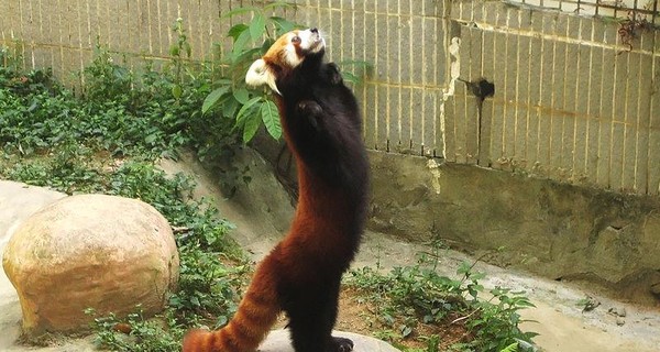 В Вирджинии третьи сутки ищут сбежавшую красную панду