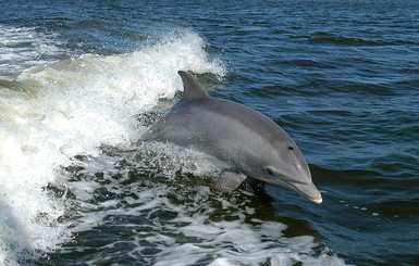 В Аргентине туристы замучили дельфиненка во время фотосессии