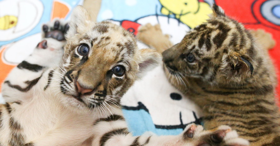 В таиландском зоопарке показали новорожденных тигрят