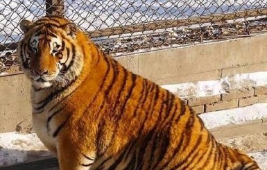  В китайском зоопарке растолстели тигры