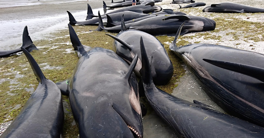 Берег Новой Зеландии усеян сотнями мертвых китов