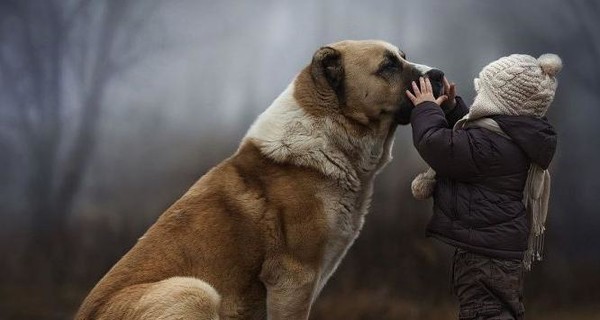 В Алтайском крае собака спасла ребенка от холодной смерти 