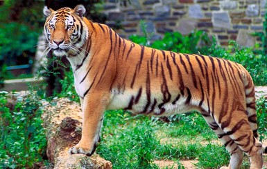 В Индии поймали тигра-людоеда, когда он доедал шестую жертву 