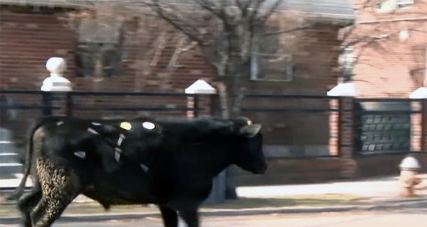 В центре Нью-Йорка полицейские ловили быка, сбежавшего со скотобойни