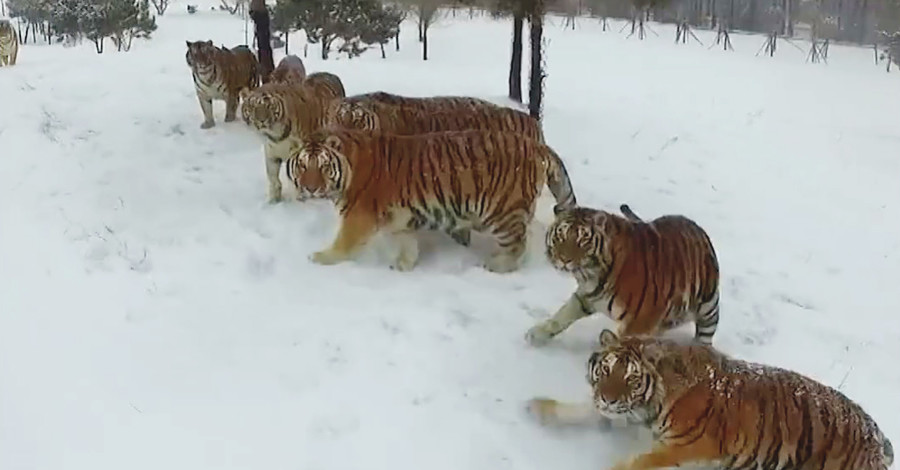 В Сети показали, как в китайском зоопарке борются с лишним весом тигров