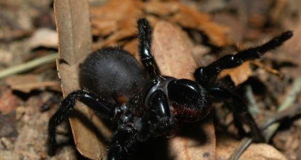 В Австралии ребенок выжил после укуса самого ядовитого в мире паука