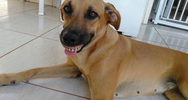 Собака в зубных протезах насмешила пользователей Сети