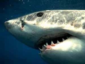 Во Франции аквалангиста покусала акула 