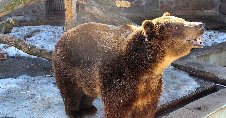 Медведь в харьковском зоопарке, проснувшись, пошел есть снег