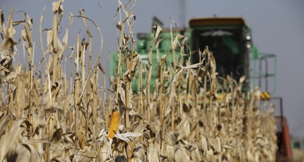 Украина продаст Кении 450 тысяч тонн кукурузы