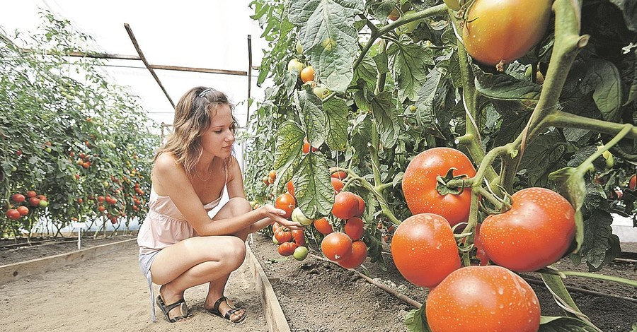 5 вопросов про томаты от начинающих дачников