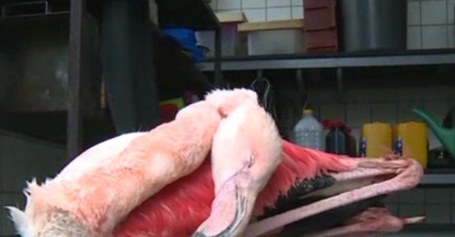 В чешском зоопарке дети до смерти забили фламинго