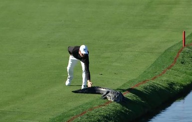 В США гольфист прогнал аллигатора с поля