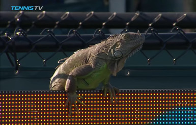 В Майами огромная игуана прервала теннисный матч