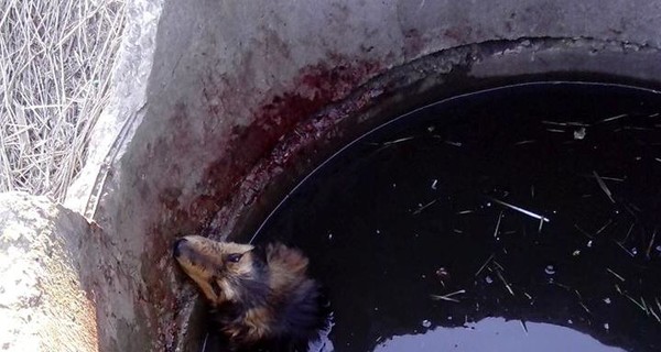 В Днепре кинолог спасла из заброшенного колодца погибающего пса