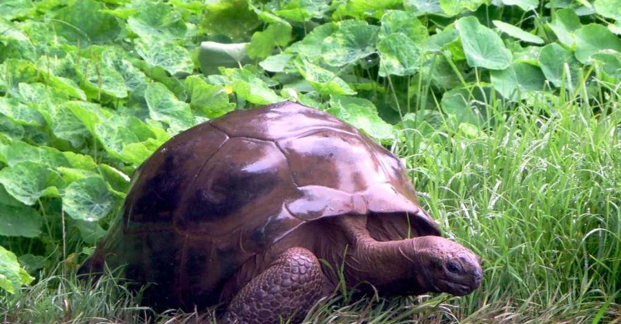Как выглядит самая старая в мире черепаха