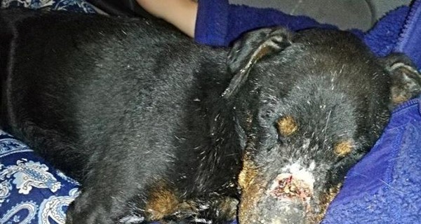 На Днепропетровщине от смерти собаку спасла засохшая глина