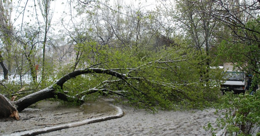 В Запорожье под тяжестью снега повалено около 400 деревьев