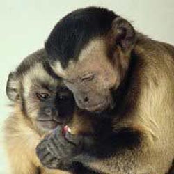 В Индии торжественно поженились две обезьяны 