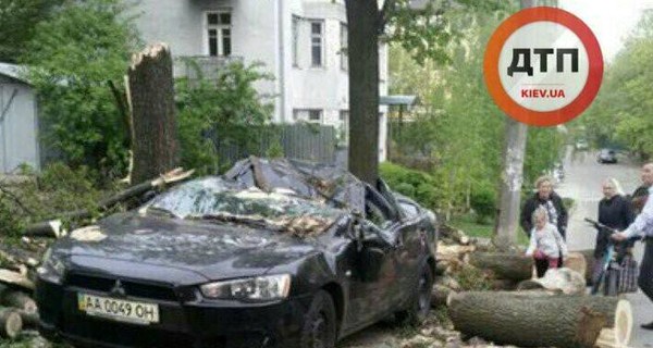 В Киеве огромное дерево раздавило машину, едва не погибла семья 