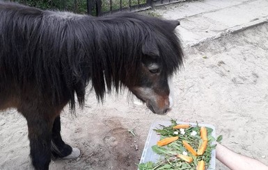 В Николаевском зоопарке бурно отметили  30-летний юбилей пони