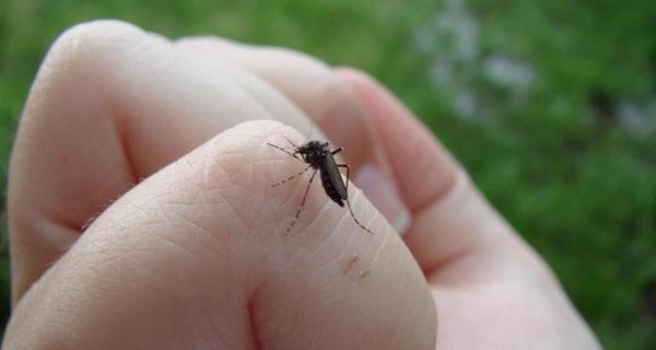 Как побороть зуд от комариного укуса