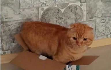 Почему коты любят сидеть в коробках