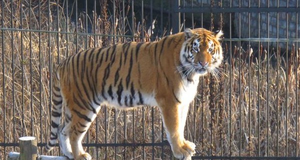 В Великобритании тигр убил сотрудницу зоопарка