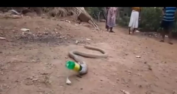 В Индии кобра ошибочно проглотила пластиковую бутылку