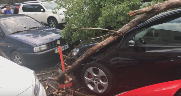 Непогода в Киеве: в сети показали разбитые деревьями машины