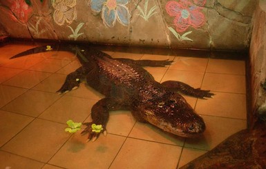 Крокодилу Васе - 70