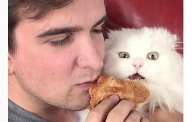 Видео, на котором кот с хозяином ест круассан, назвали 
