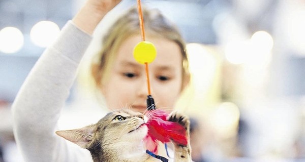 Во Франции более 200 кошек отравлены неизвестным ядом