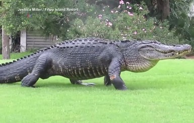 В США огромный аллигатор прогулялся по полю для гольфа
