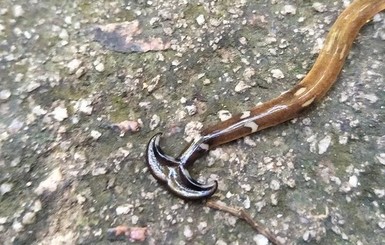 Погодите, это что, не змея? Житель Малайзии снял на видео странное существо
