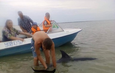 Под Вилково отдыхающие спасли дельфинов от пеликанов