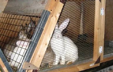 На пожаре в Киеве спасли около ста кроликов